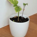 peperplant